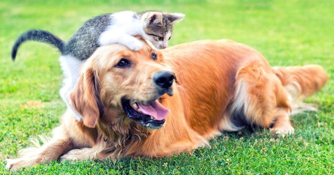 Keeping Your Pet Active: Fun Activities for Every Season