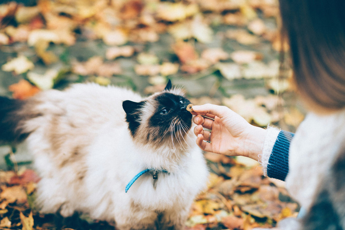 What Pet Owners Don’t Realize About Brushing