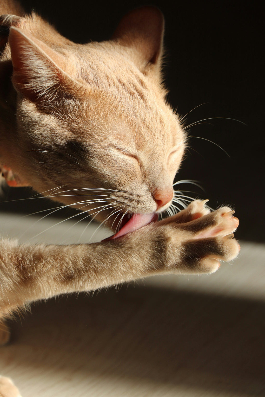 Cat Owners: How to Help Prevent Furballs