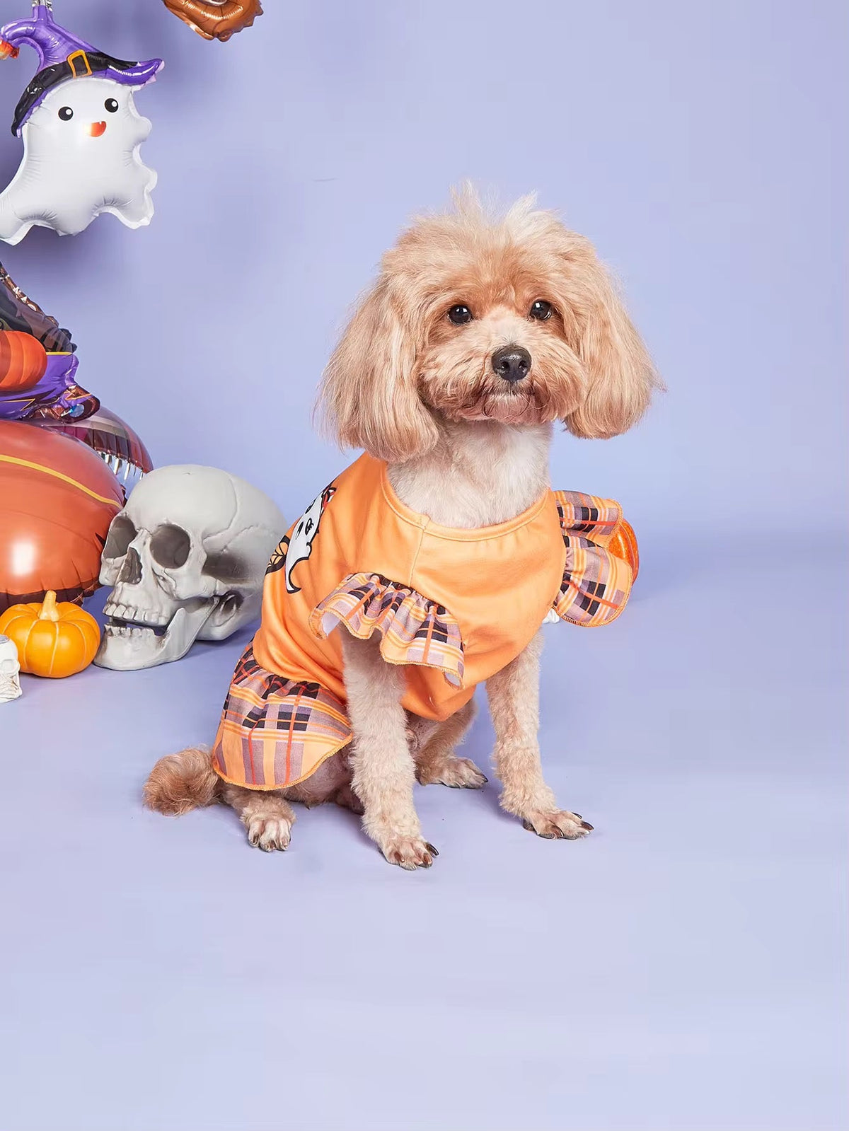 Dog in an orange Halloween costume with pumpkins and a skull on a purple background