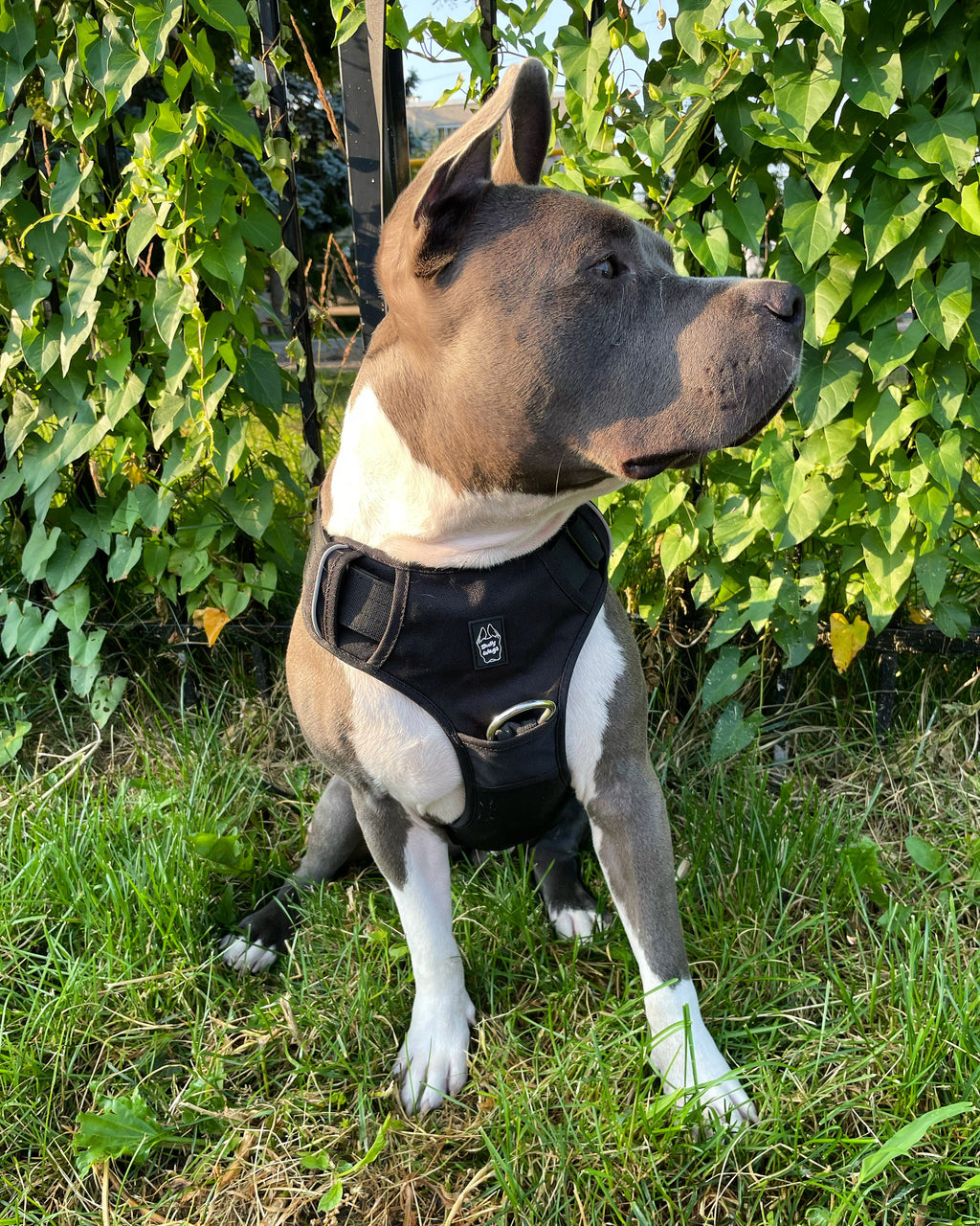 Dog wearing a black harness sitting on grass with green foliage in the background