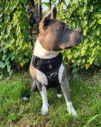 Dog wearing a black harness sitting on grass with green foliage in the background