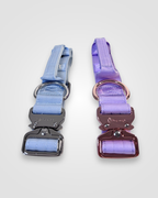 Two dog collars with purple and blue straps on a white background