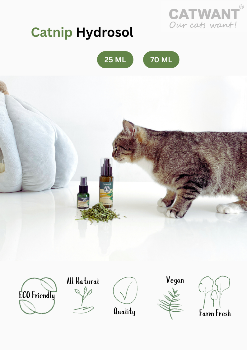 Catnip Hydrosol with a cat and product bottles on a white background