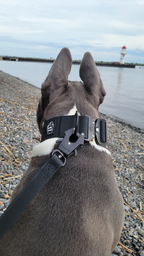 Dog wearing a collar with a visible brand logo by a waterfront with a lighthouse.