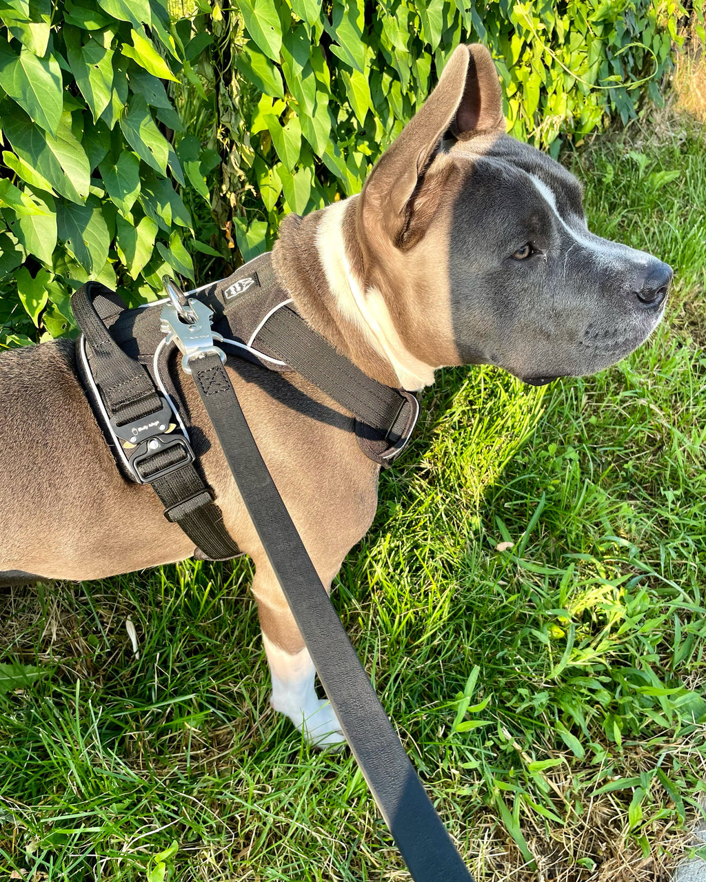 Dog wearing a harness and leash in a grassy area