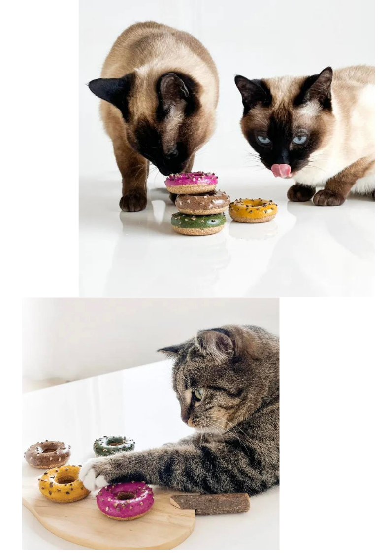 Three cats interacting with colorful catnip donuts on a white background