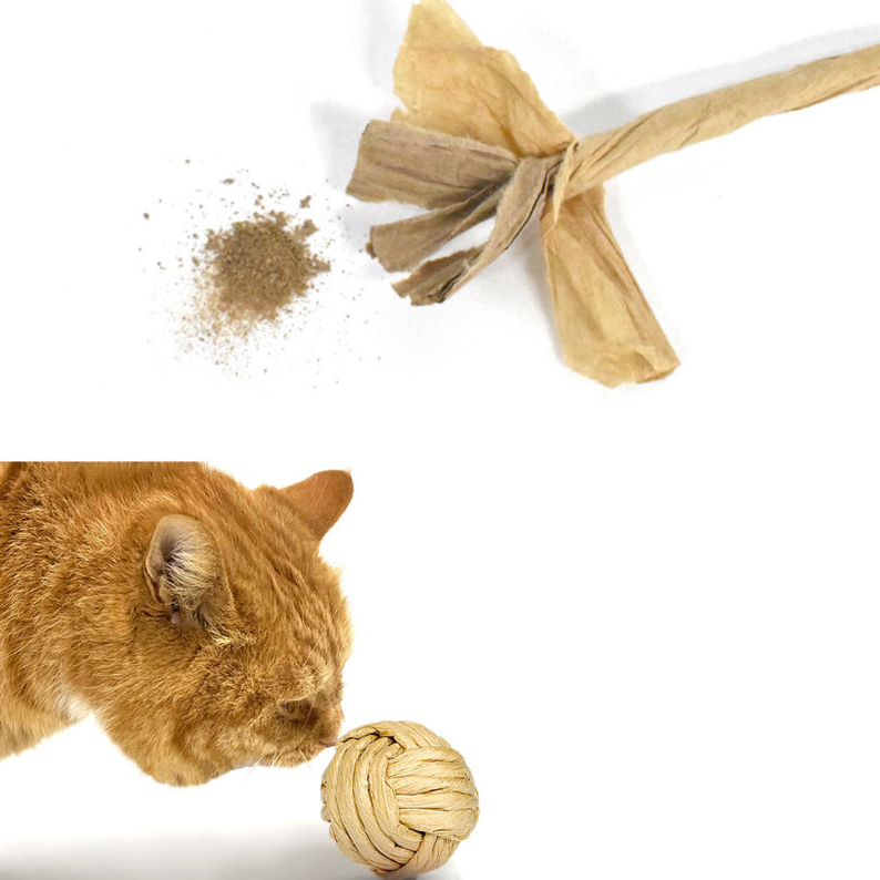 Cat playing with a paper rope containing gall fruit powder on a white background