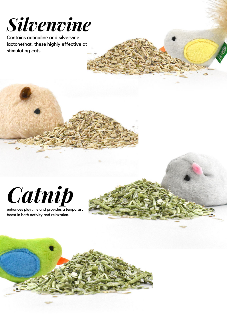 Catnip and silvenvine with cat toys on a white background
