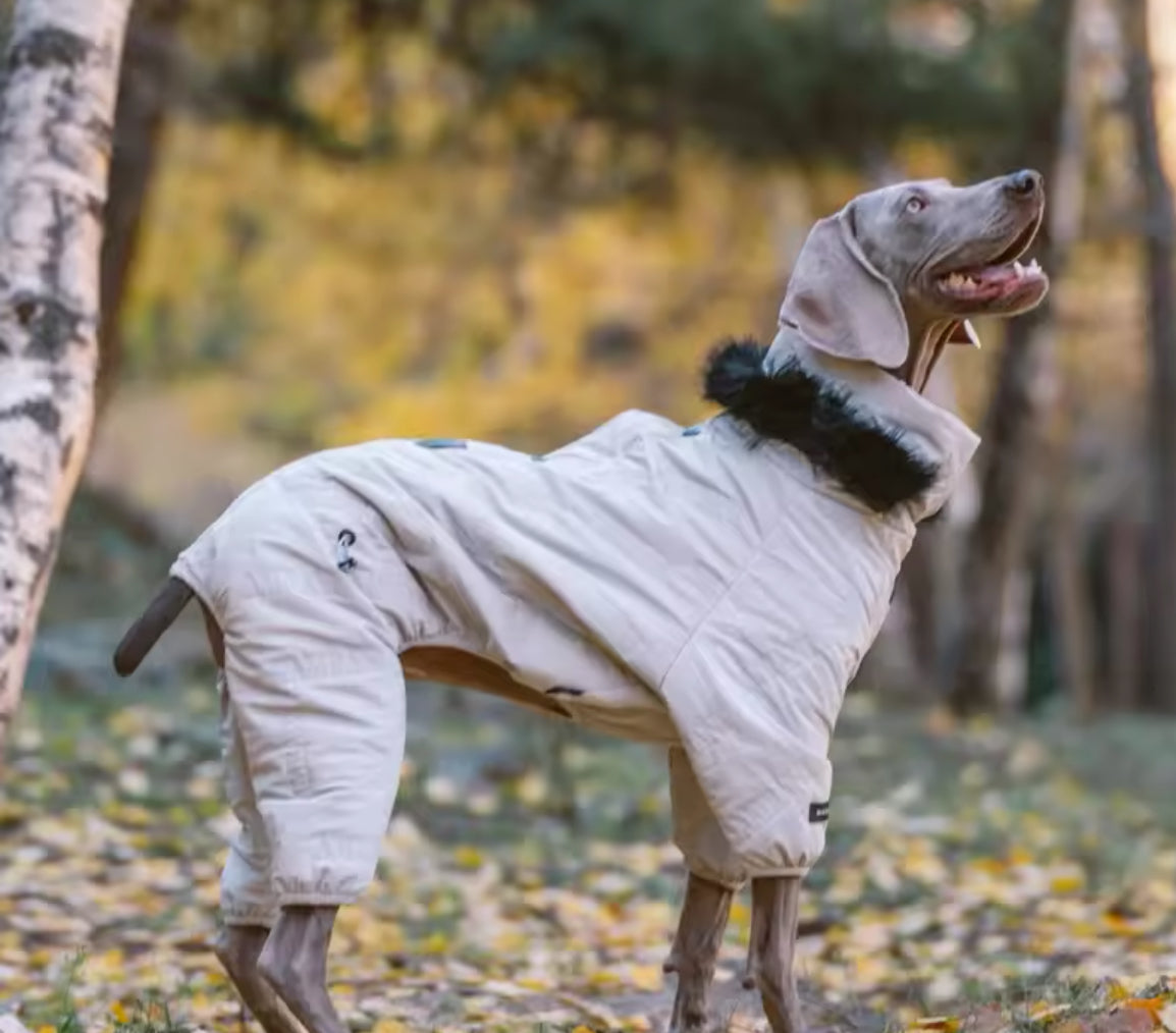 Dog wearing a beige coat with black fur trim in a forest setting
