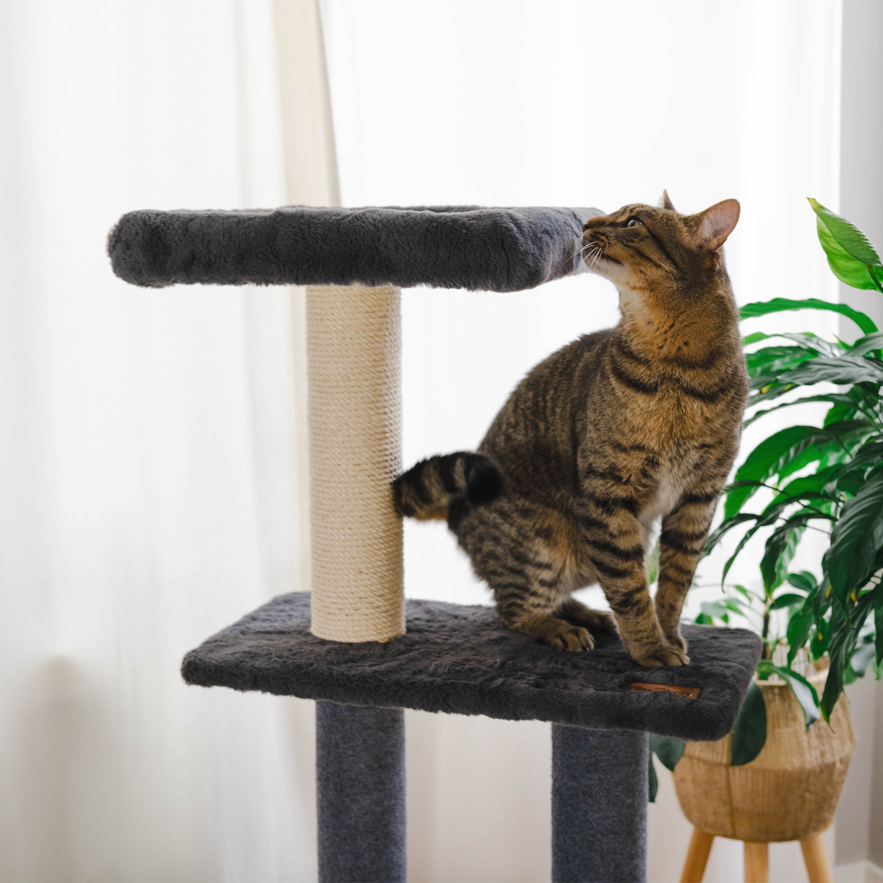 Cat climbing a gray cat tree with a plant in the background
