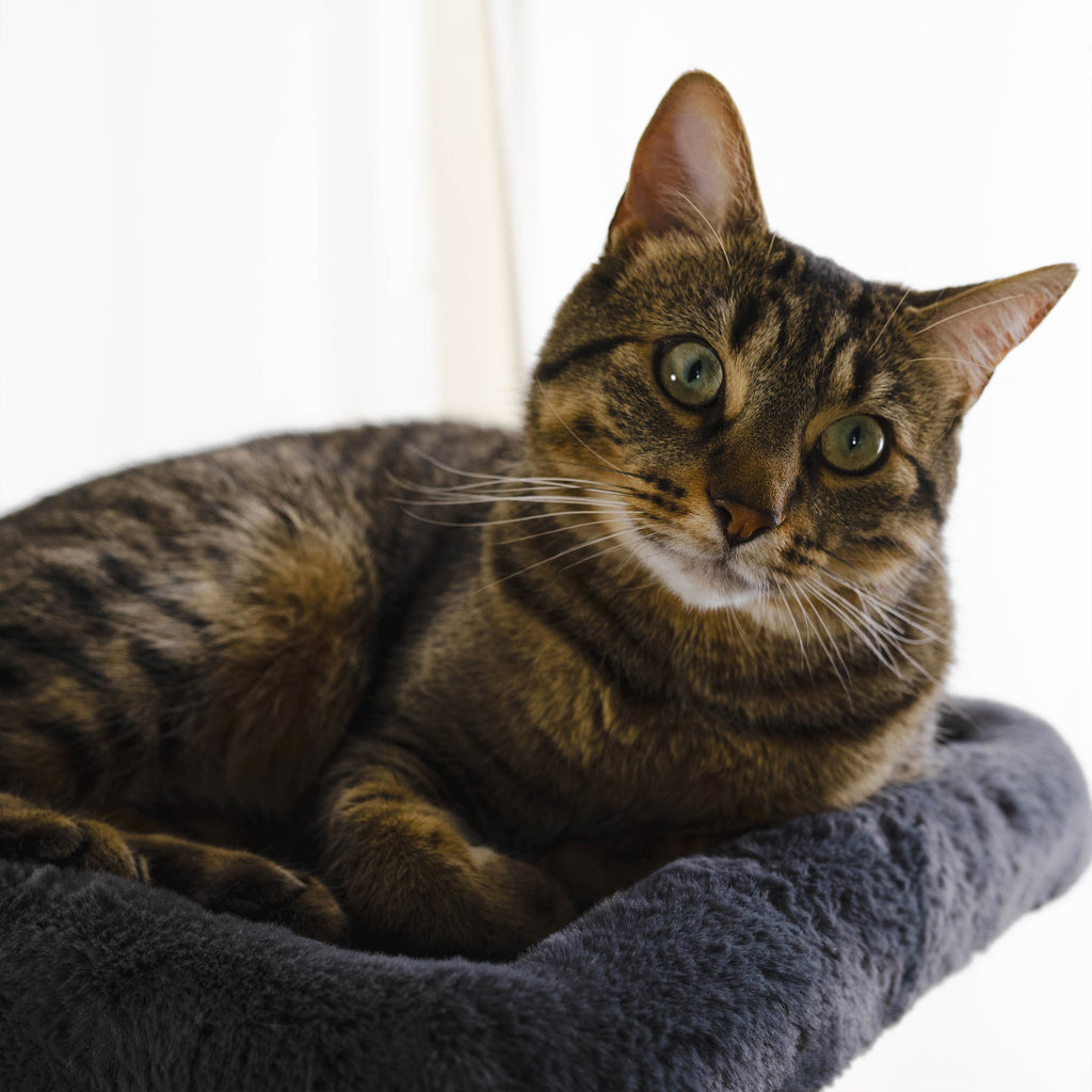 Tabby cat lying on a soft surface on a cat tree with a blurred background