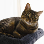 Tabby cat lying on a soft surface on a cat tree with a blurred background