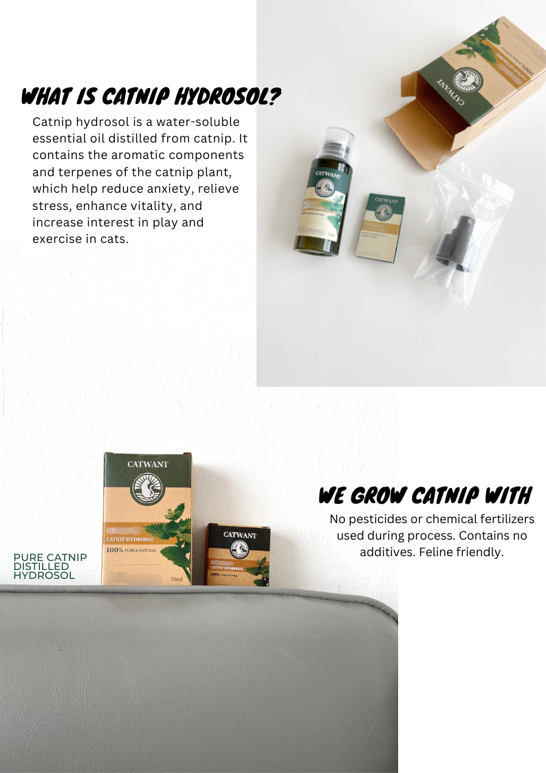 Catnip hydrosol packaging and products on a white surface with text about catnip hydrosol.