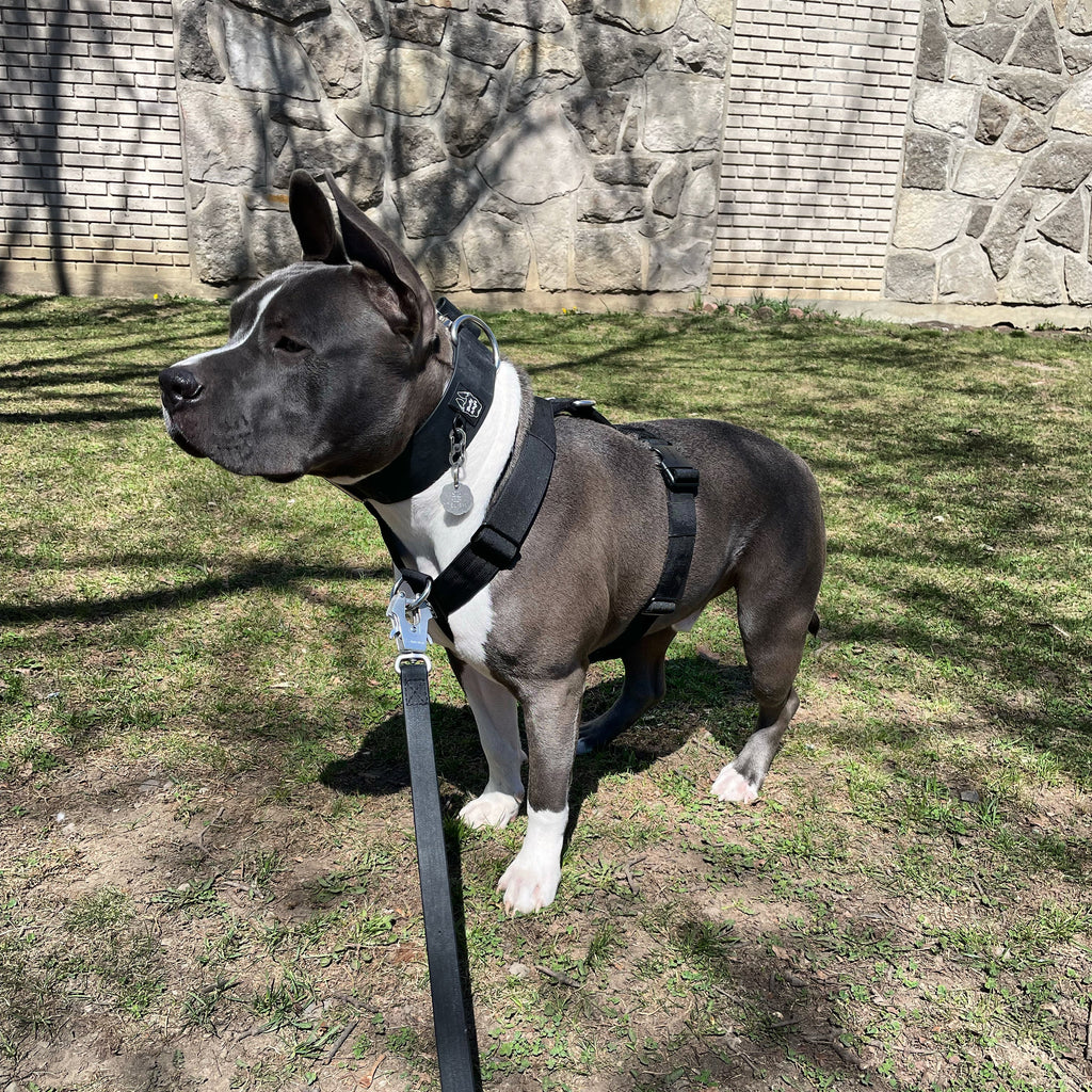 Dog wearing a harness and leash standing on grass with a stone wall in the background
