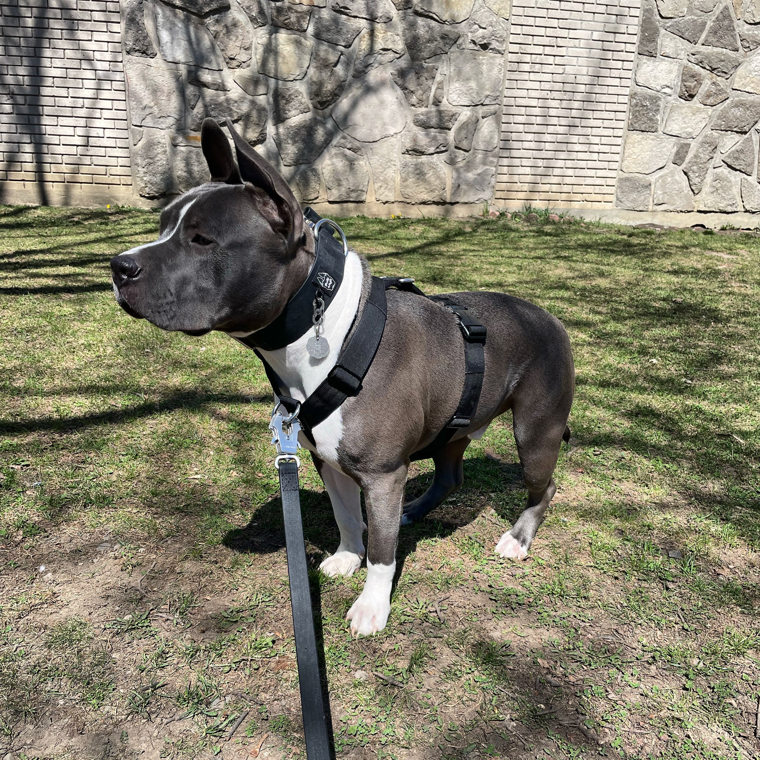 Dog wearing a harness and leash standing on grass with a stone wall in the background