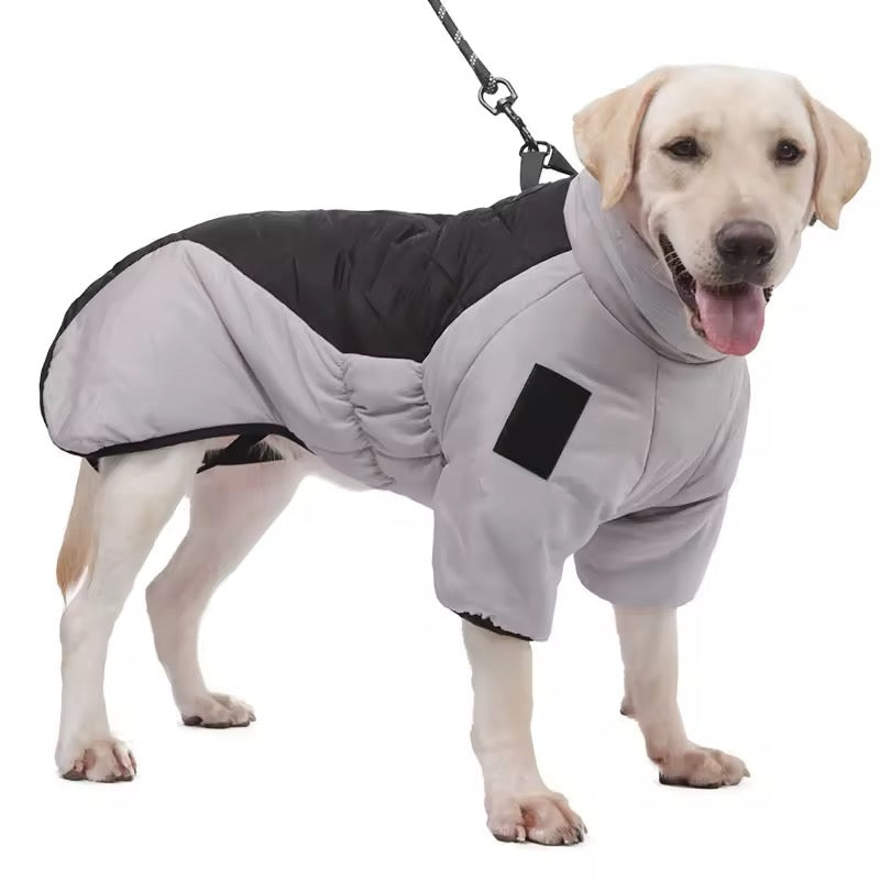 Dog wearing a gray and black winter coat on a white background
