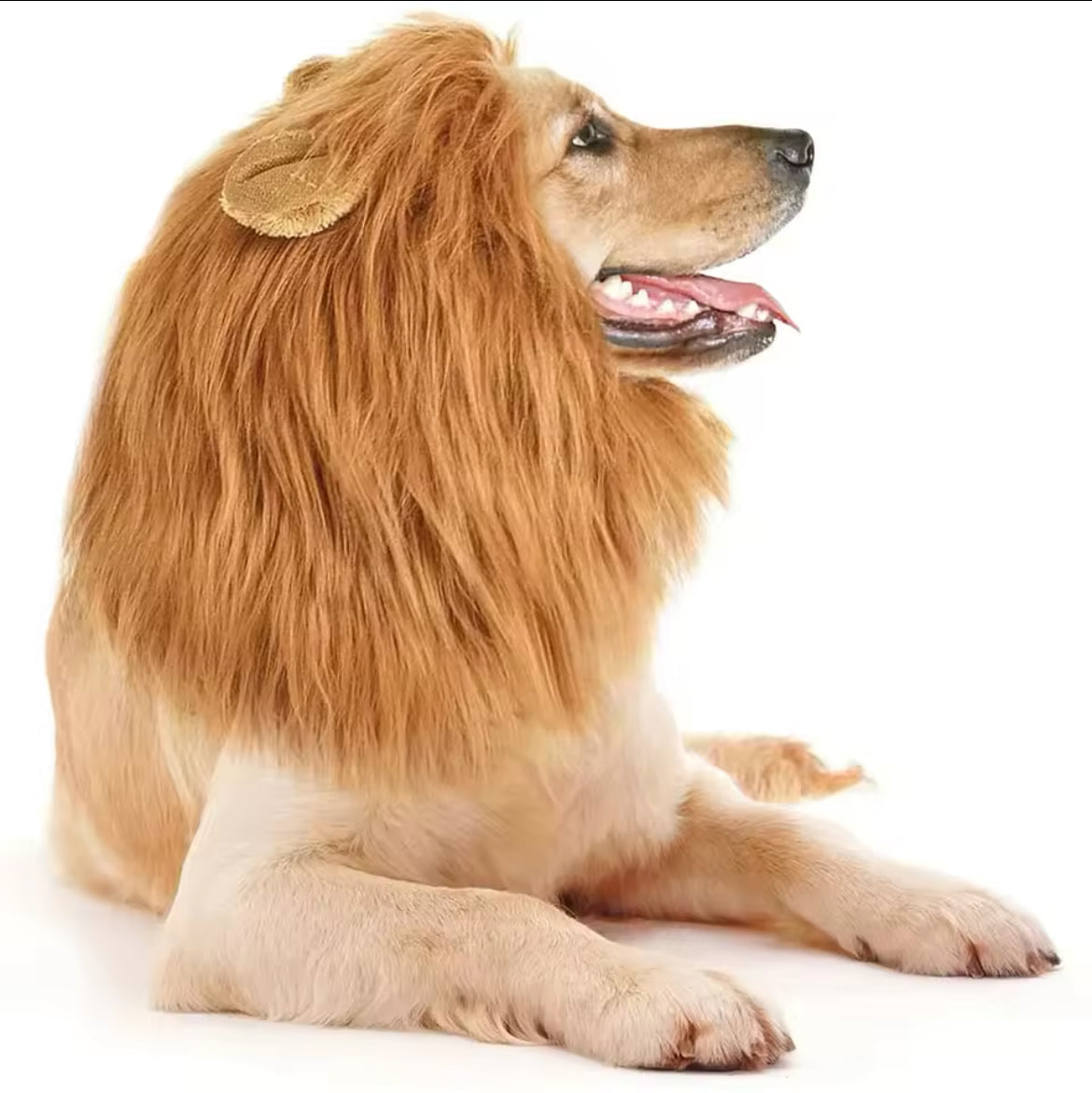 Dog wearing a lion mane costume on a white background