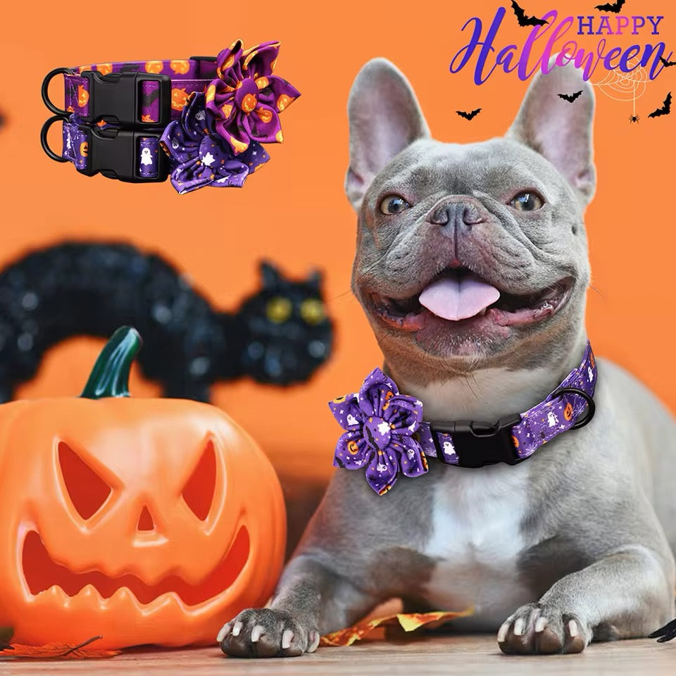 Dog wearing a purple Halloween collar with a pumpkin and black cat in the background.