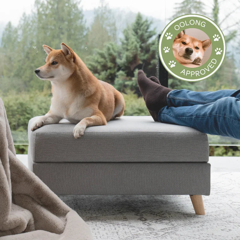Dog sitting on a gray ottoman with a person's feet visible, surrounded by greenery.