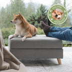Dog sitting on a gray ottoman with a person's feet visible, surrounded by greenery.