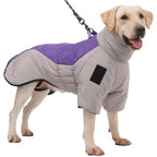 Dog wearing a purple and gray coat on a white background