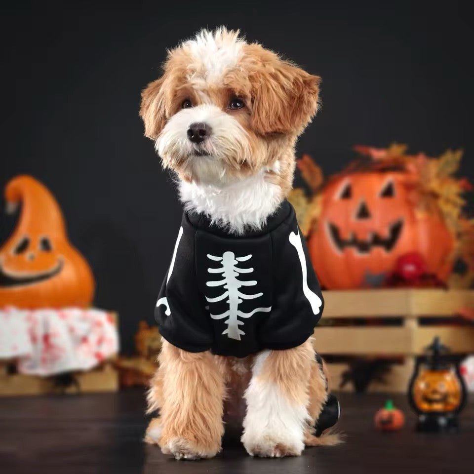 Dog wearing a skeleton costume with Halloween pumpkins in the background