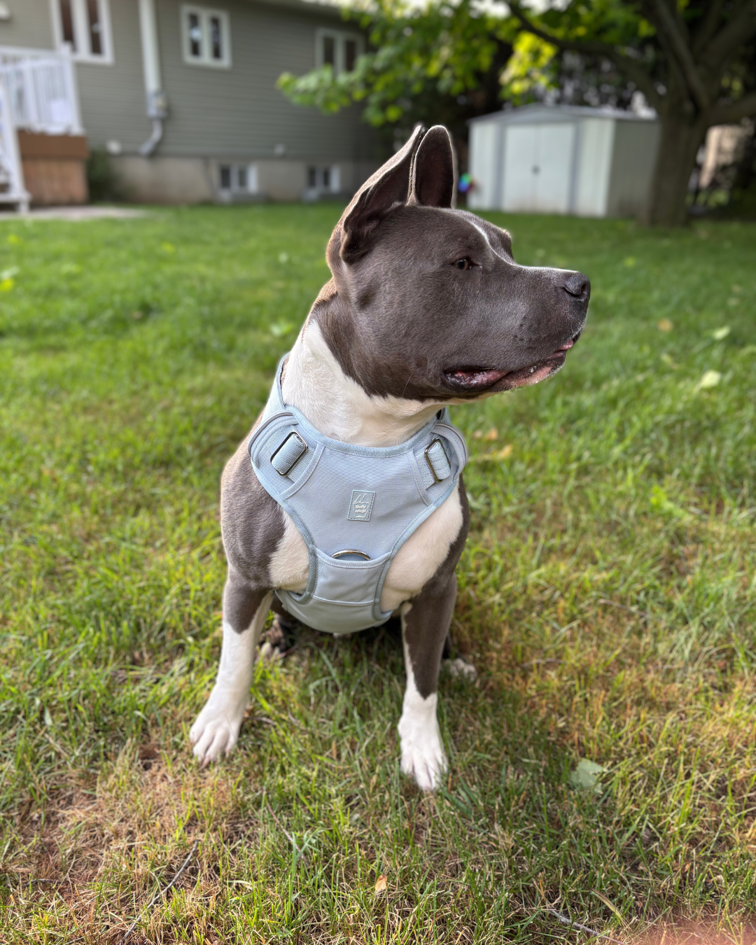 Dog wearing a harness sitting on grass with a house in the background