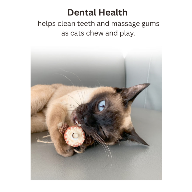 Cat playing with a dental health chew toy on a light-colored surface.