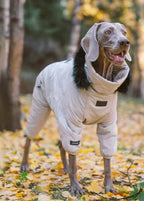 Dog wearing a white coat standing in a forest with autumn leaves
