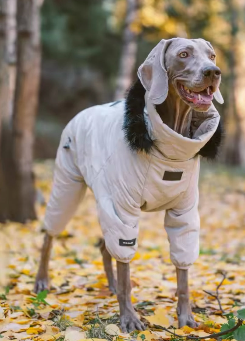 Dog wearing a white coat standing in a forest with autumn leaves