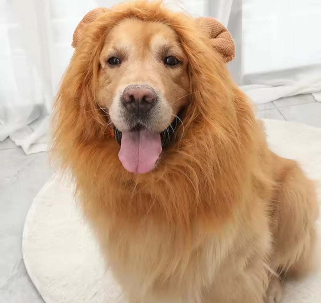 Dog wearing a lion mane costume on a light background