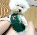 Small white dog wearing a green 'Starbark' dog toy