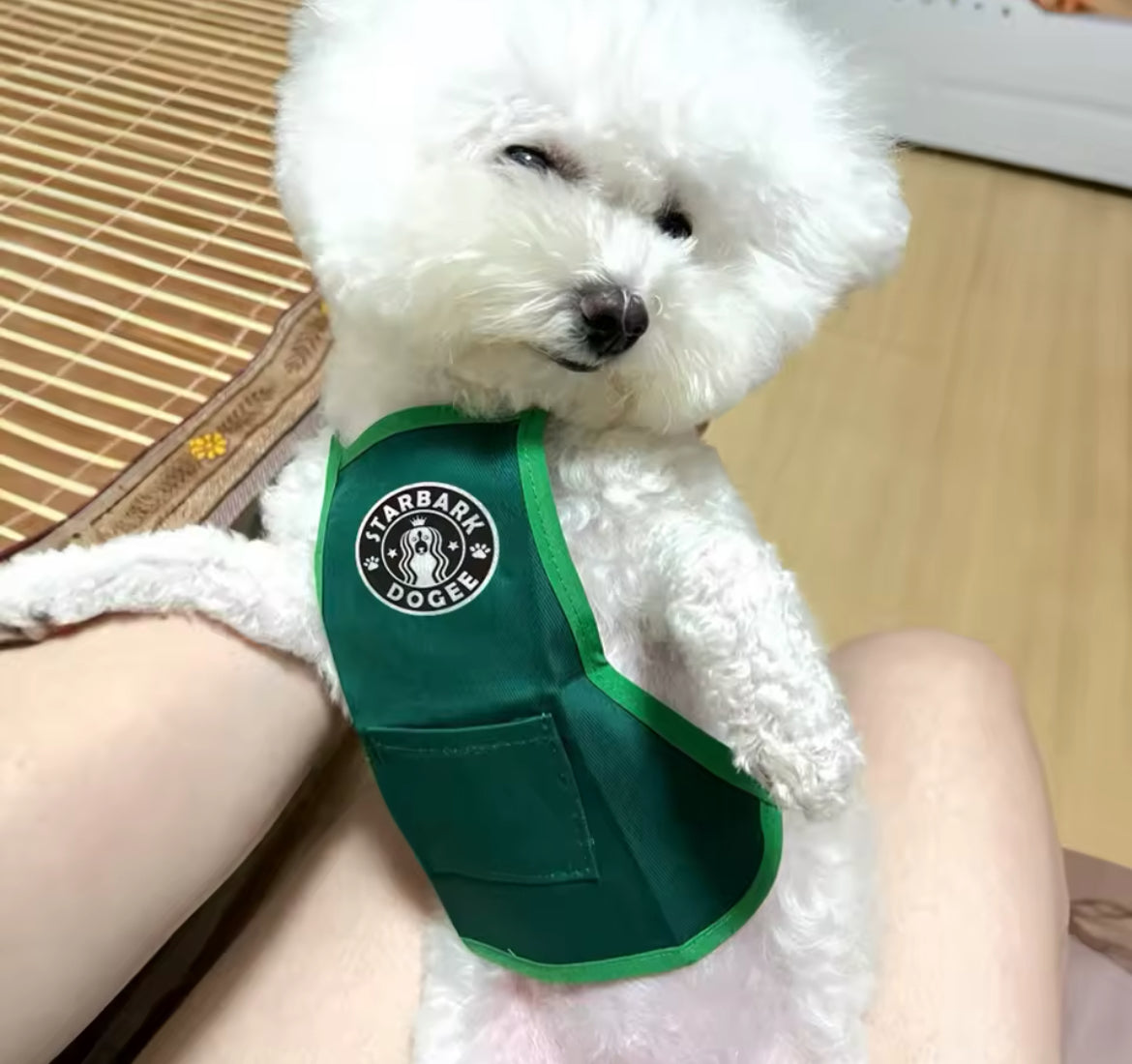 Small white dog wearing a green 'Starbark' dog toy