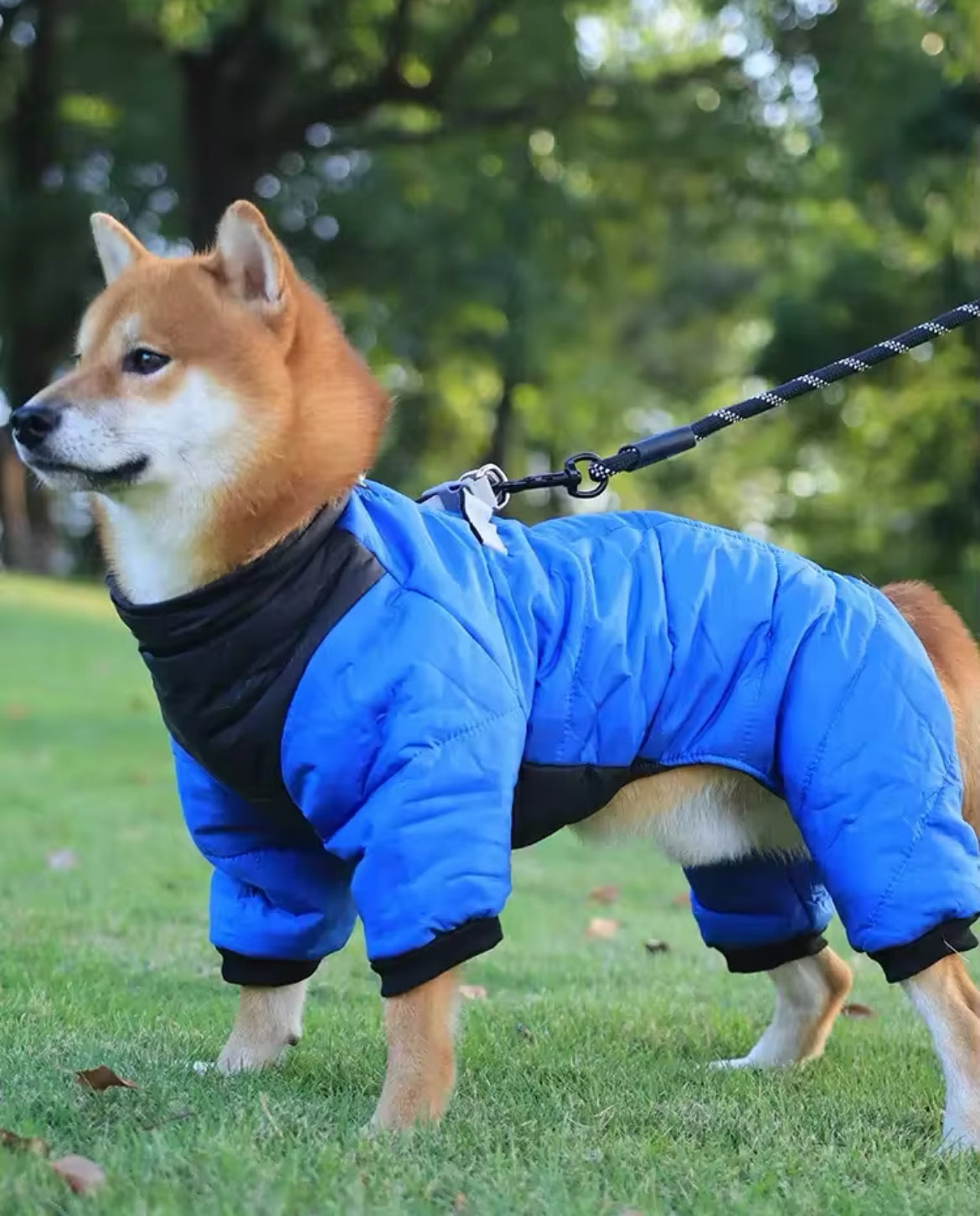 Dog wearing a blue winter coat on a grassy area with trees in the background