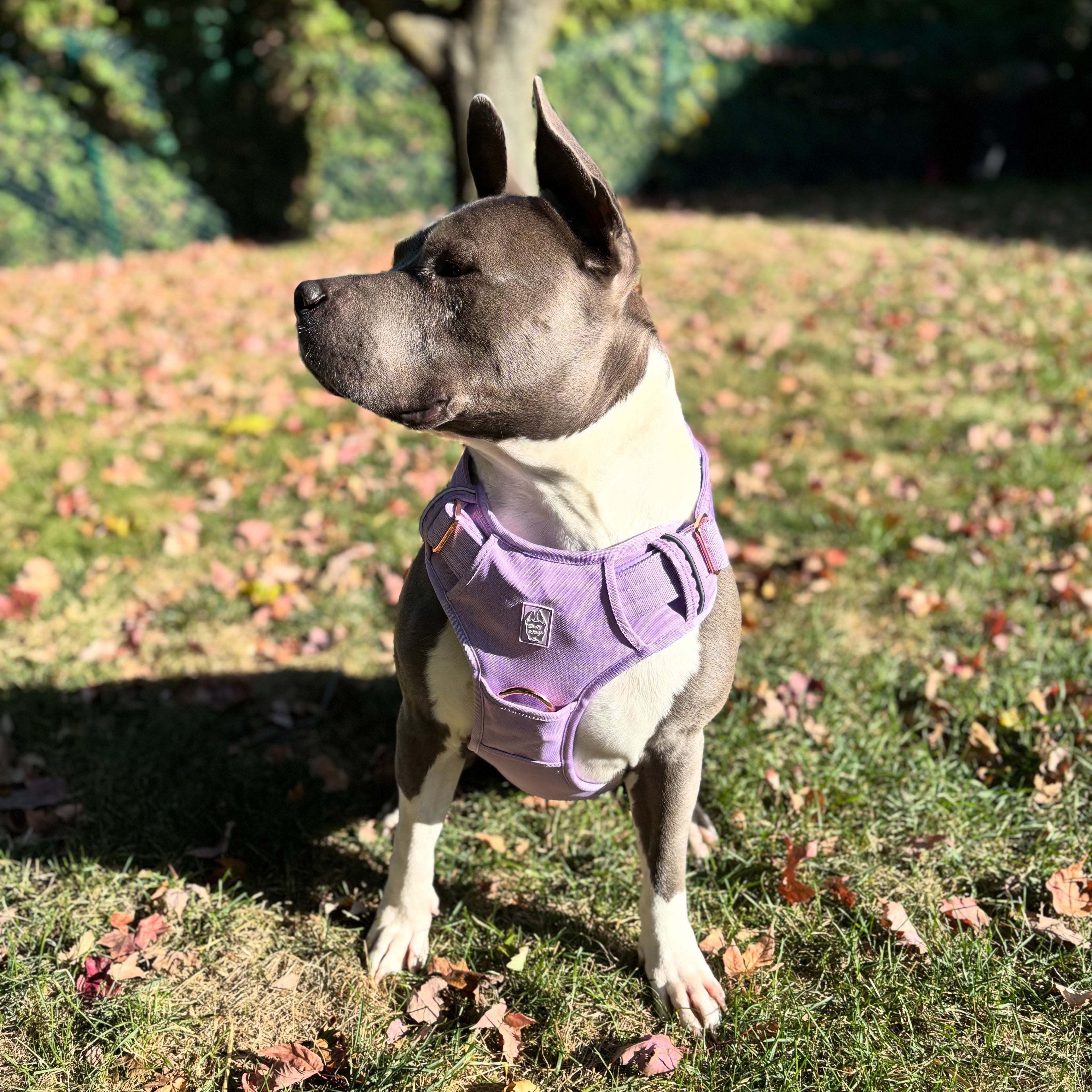 Dog wearing a purple harness in a park with grass and trees in the background