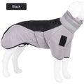 Dog wearing a gray winter coat on a white background