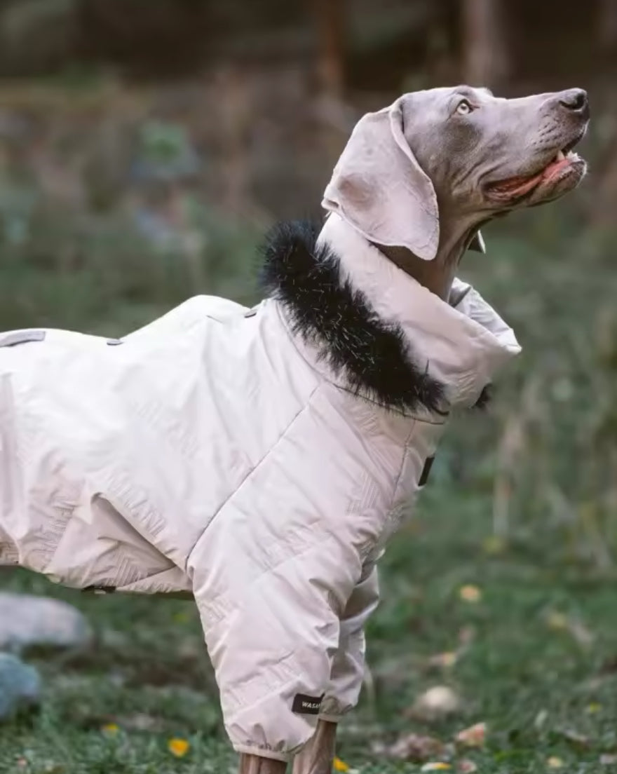 Dog wearing a white coat with black fur on a grassy background