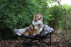A Sheltie dog sits in a gray camping chair outdoors on a wooded path, wearing a plaid bandana.