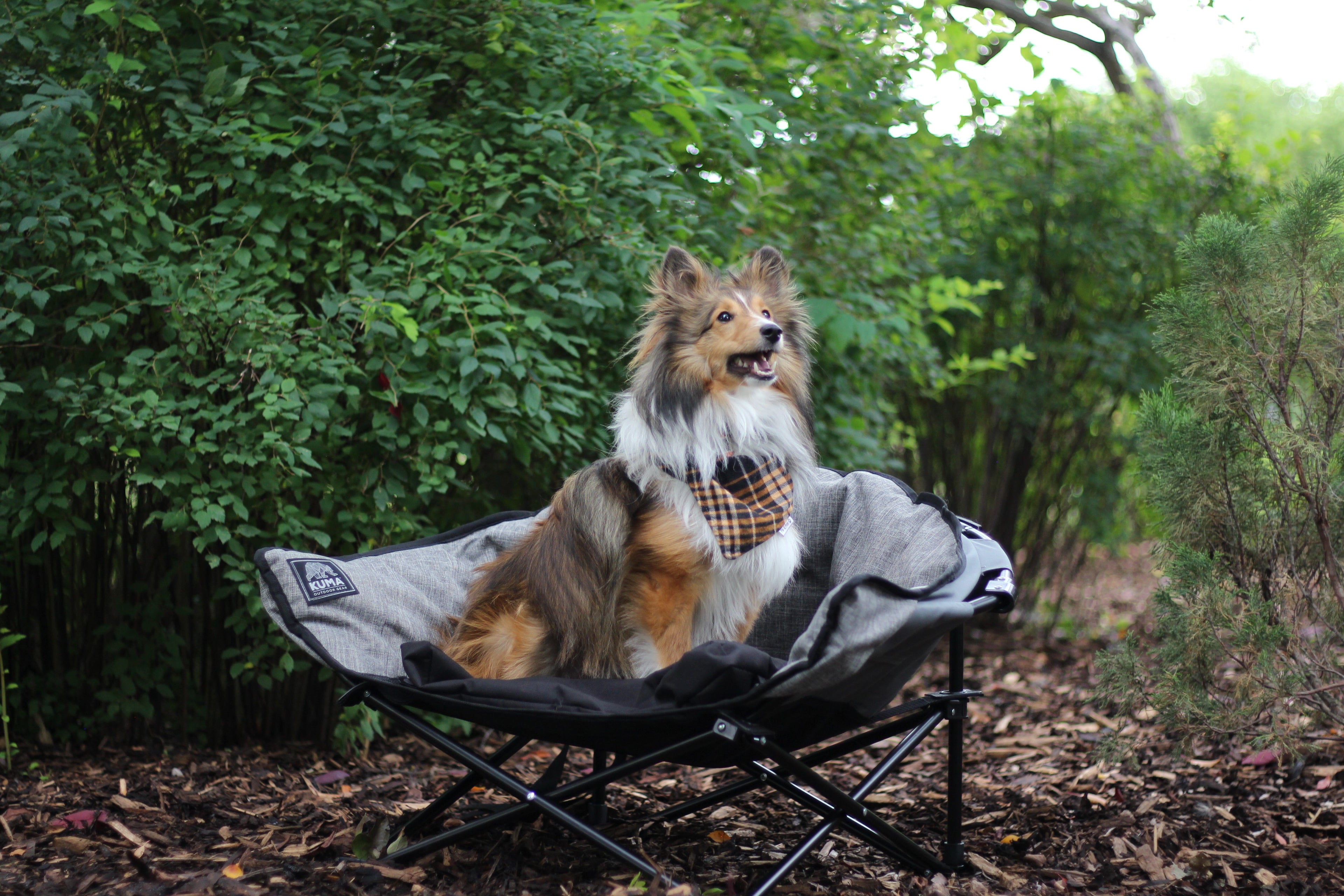 A Sheltie dog sits in a gray camping chair outdoors on a wooded path, wearing a plaid bandana.