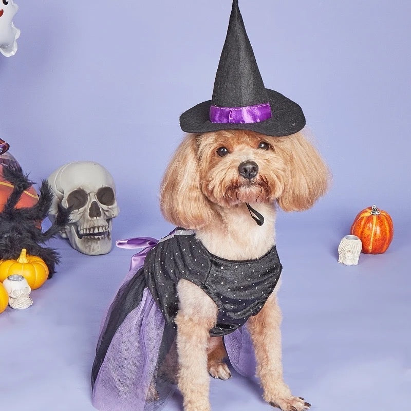Dog in a Halloween costume with a witch hat and dress, surrounded by Halloween decorations on a purple background.