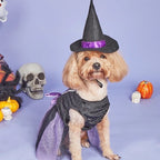 Dog in a Halloween costume with a witch hat and dress, surrounded by Halloween decorations on a purple background.