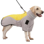 Dog wearing a yellow and gray coat on a white background