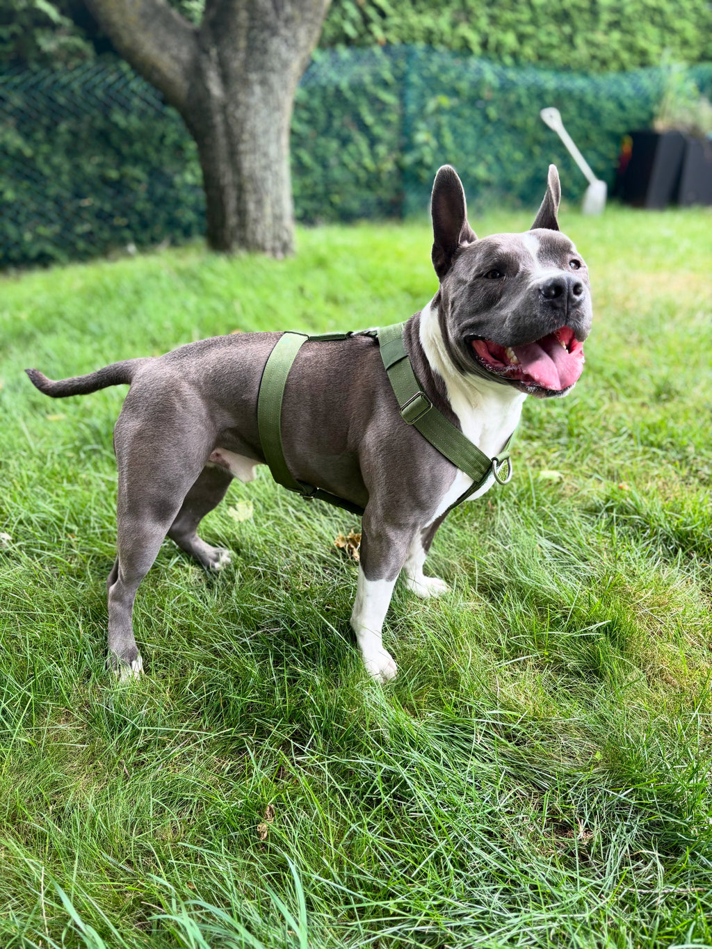 Dog wearing a green harness standing on grass with a tree and fence in the background