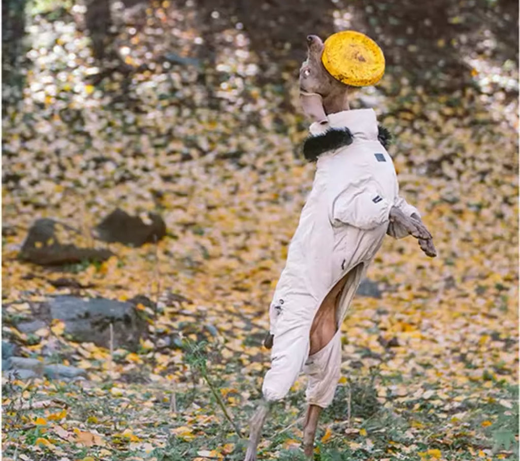 Dog in a white coat with a yellow hat standing on a forest floor with autumn leaves.