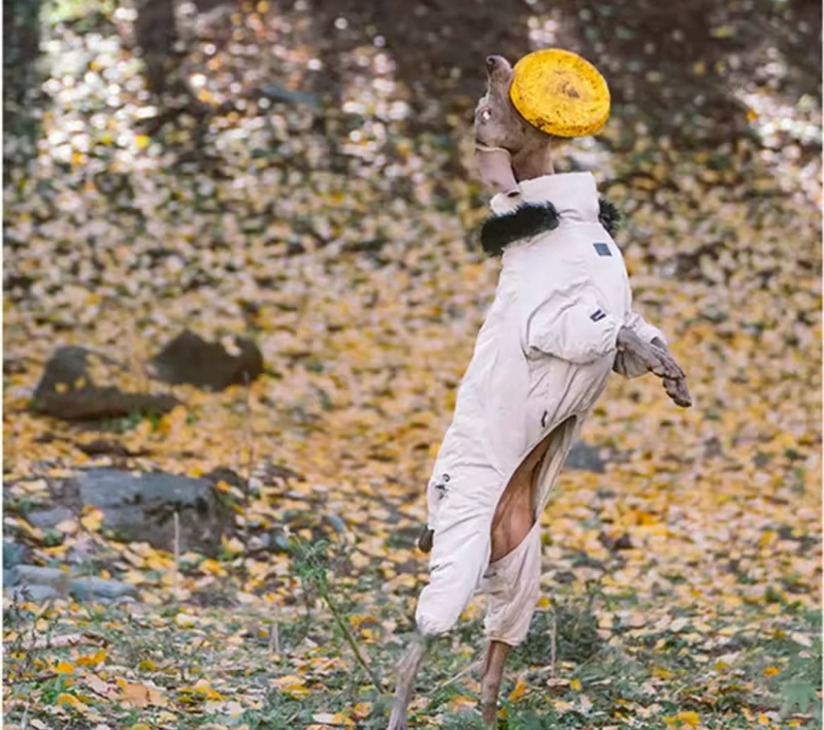 Dog in a white coat with a yellow hat standing on a forest floor with autumn leaves.