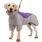Dog wearing a gray and purple coat on a white background