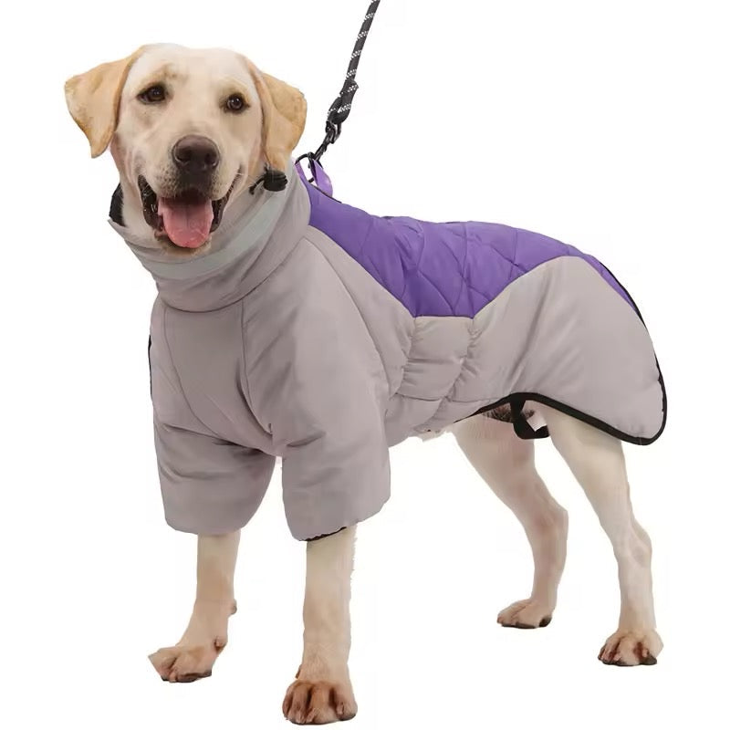 Dog wearing a gray and purple coat on a white background