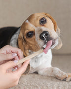 Bamboo pet toothbrush with  dog getting his teeth brushed