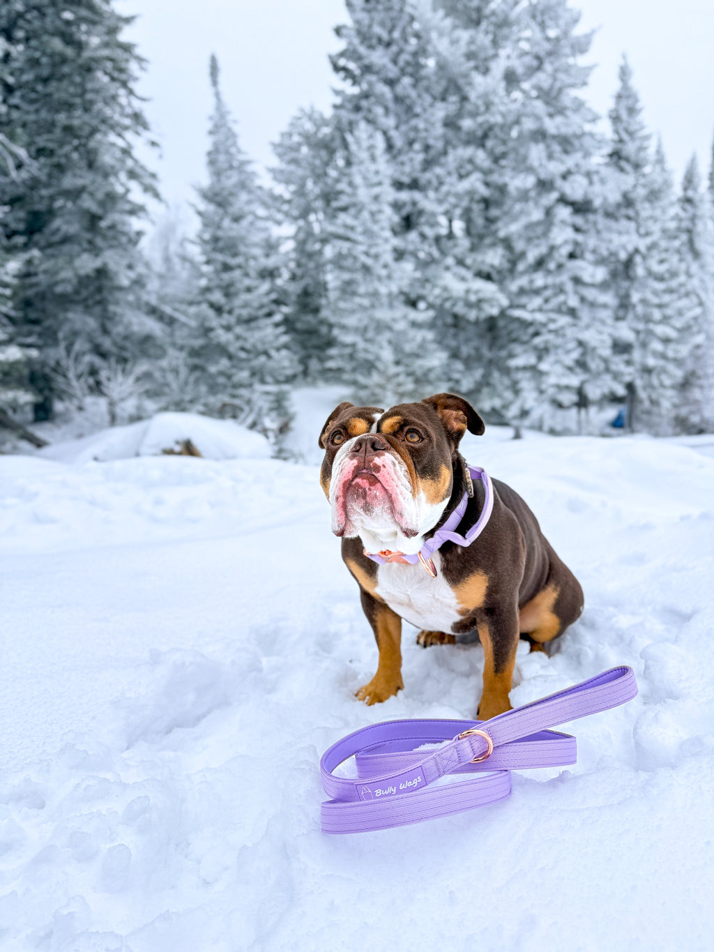 Dog with a purple leash in the snow